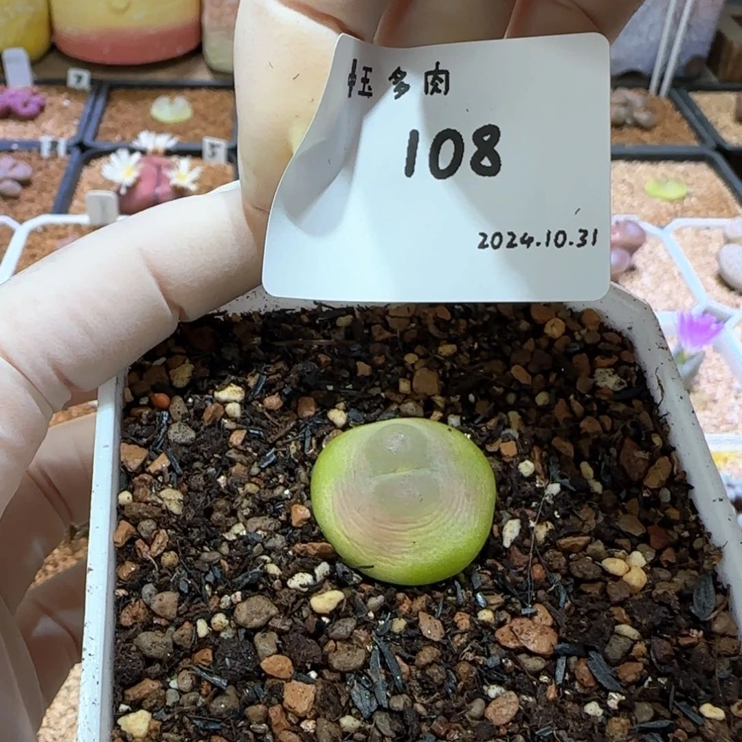 l****u多肉多肉多肉10.31-108