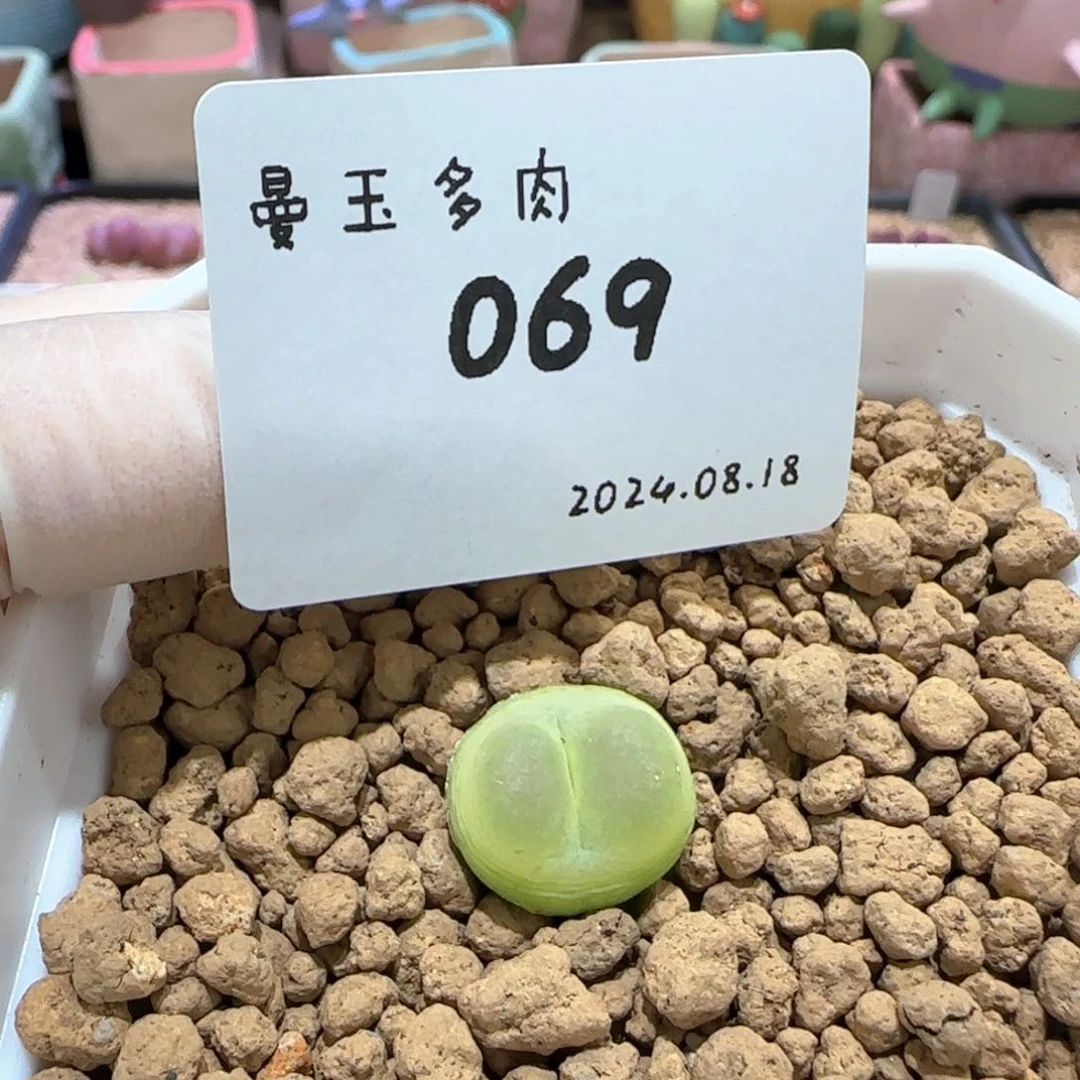 B****e多肉多肉多肉8.18-069