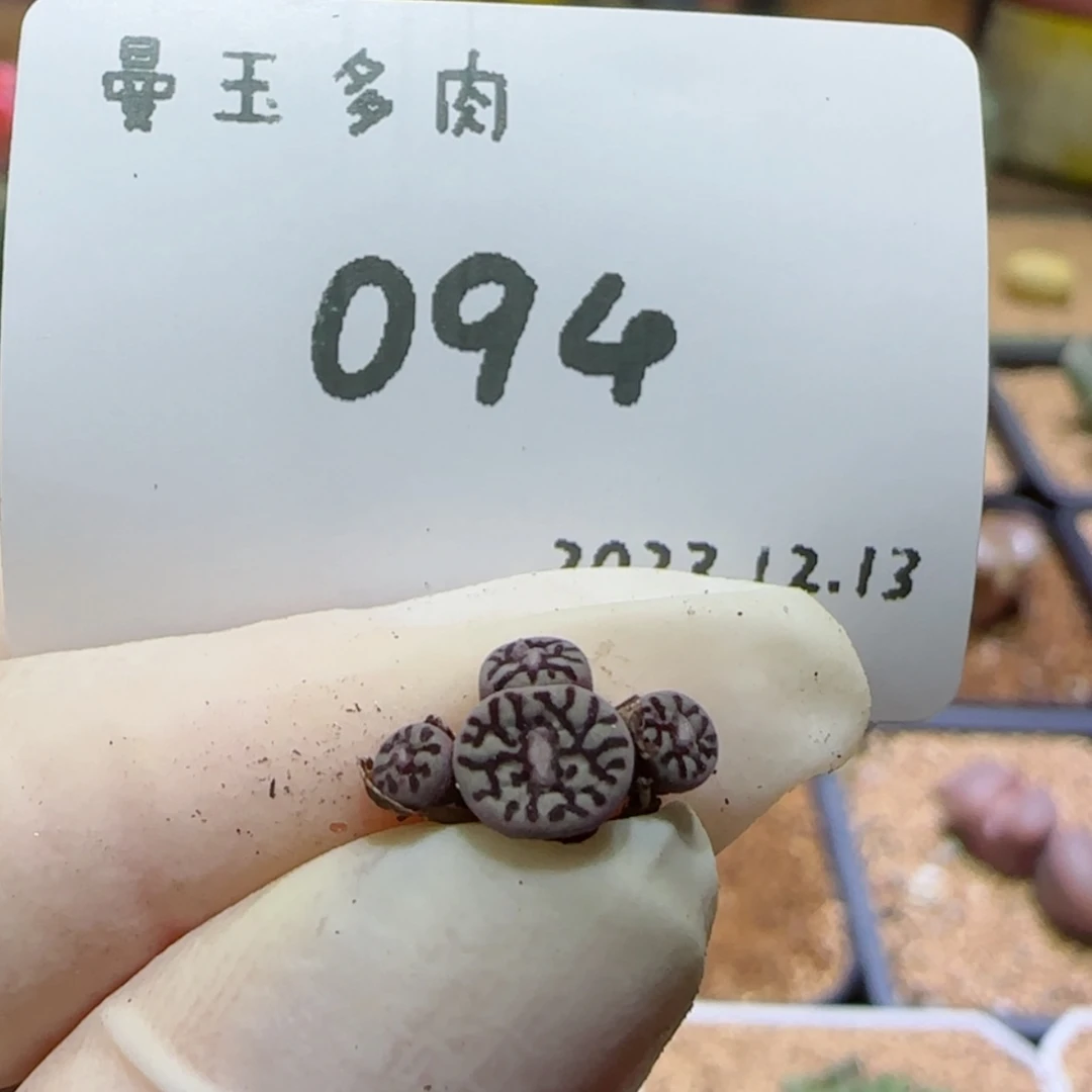 【闪购商品】12.13-094