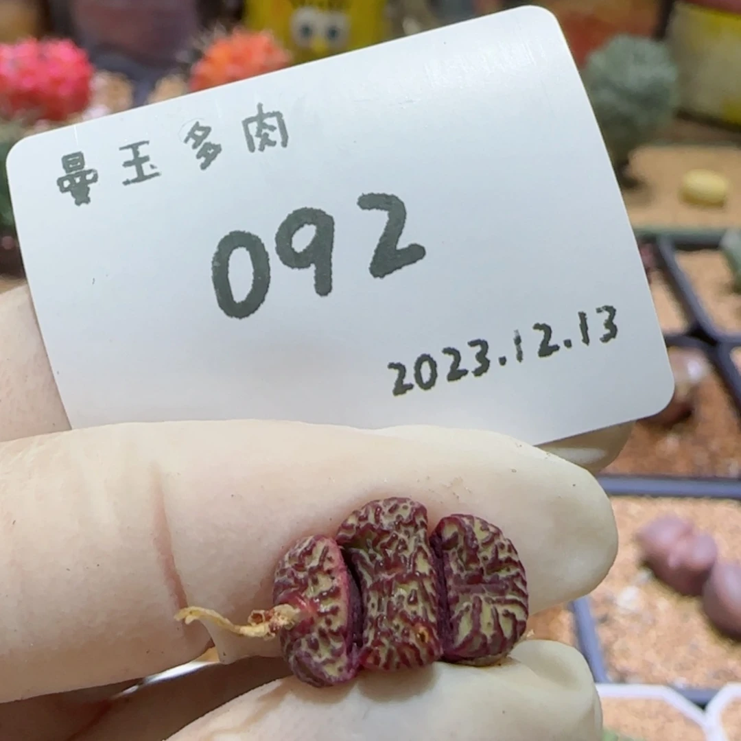【闪购商品】12.13-092o