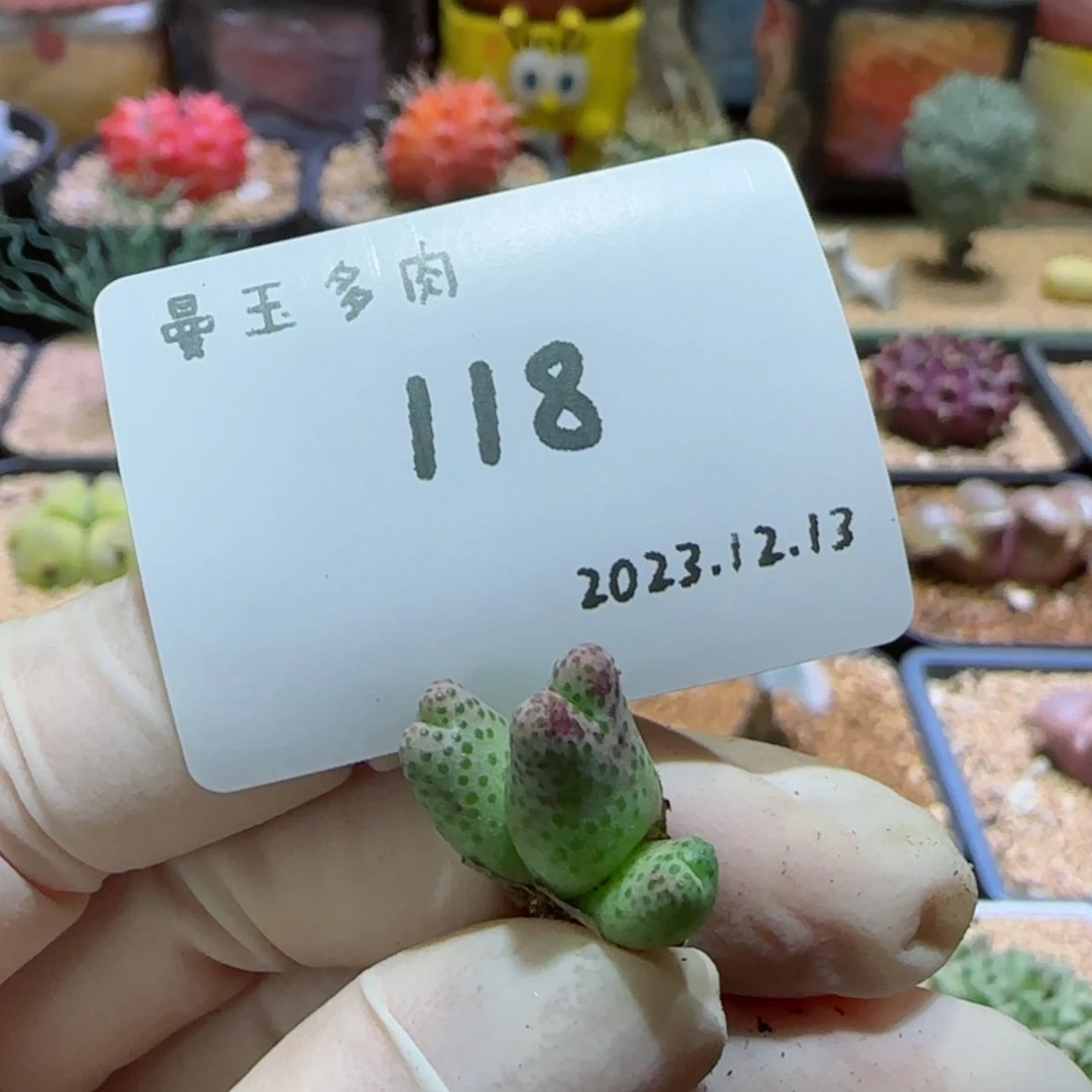 【闪购商品】12.13-118