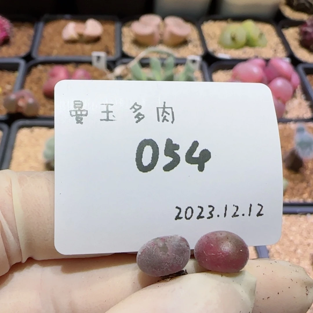 【闪购商品】。*12.12-054。。