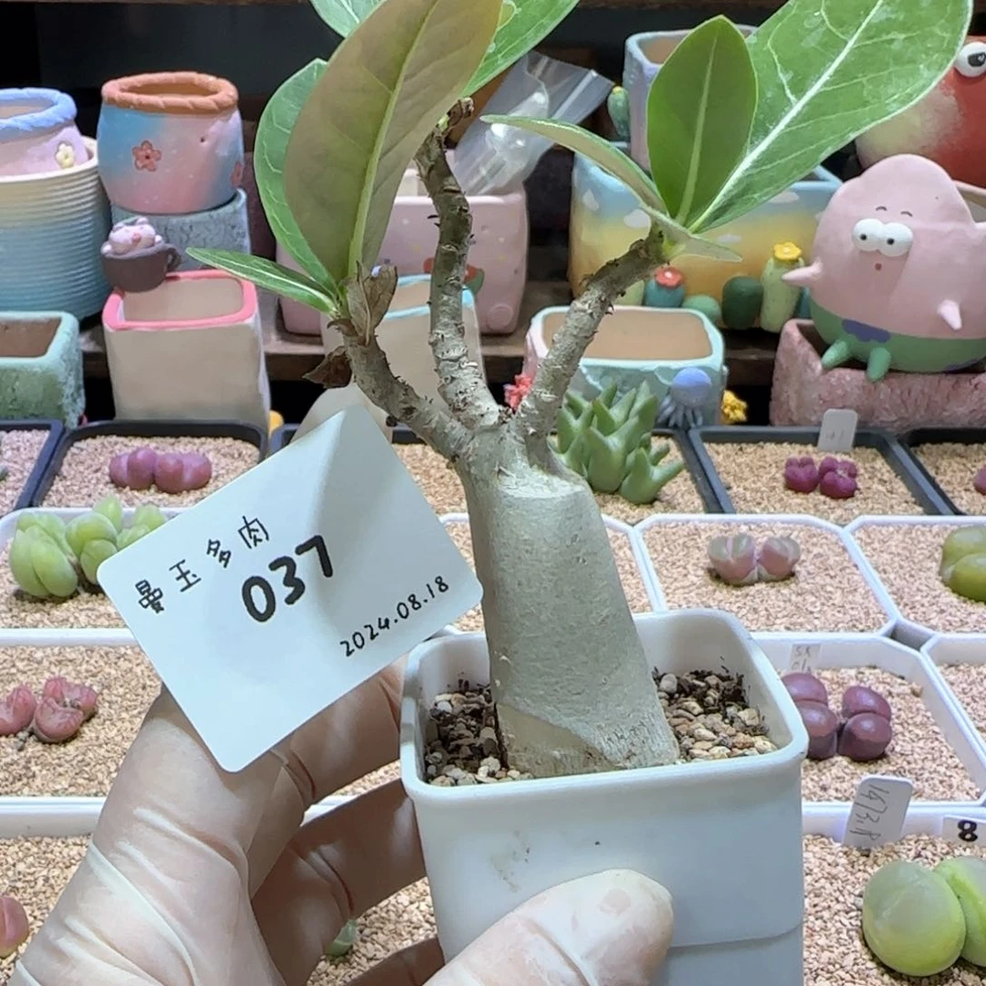 多肉多肉多肉8.18-037 沙漠玫瑰