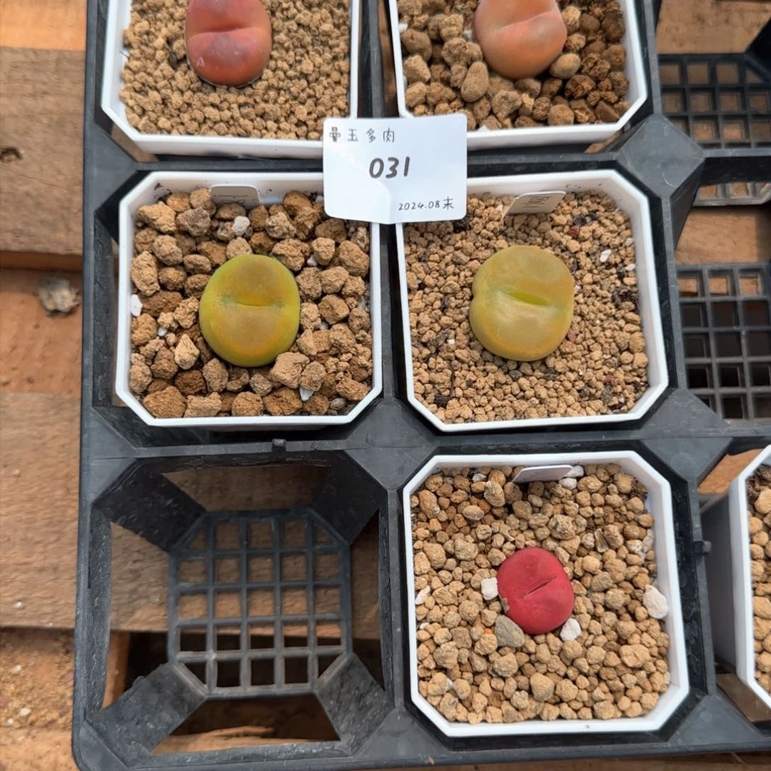 /****多肉多肉多肉031