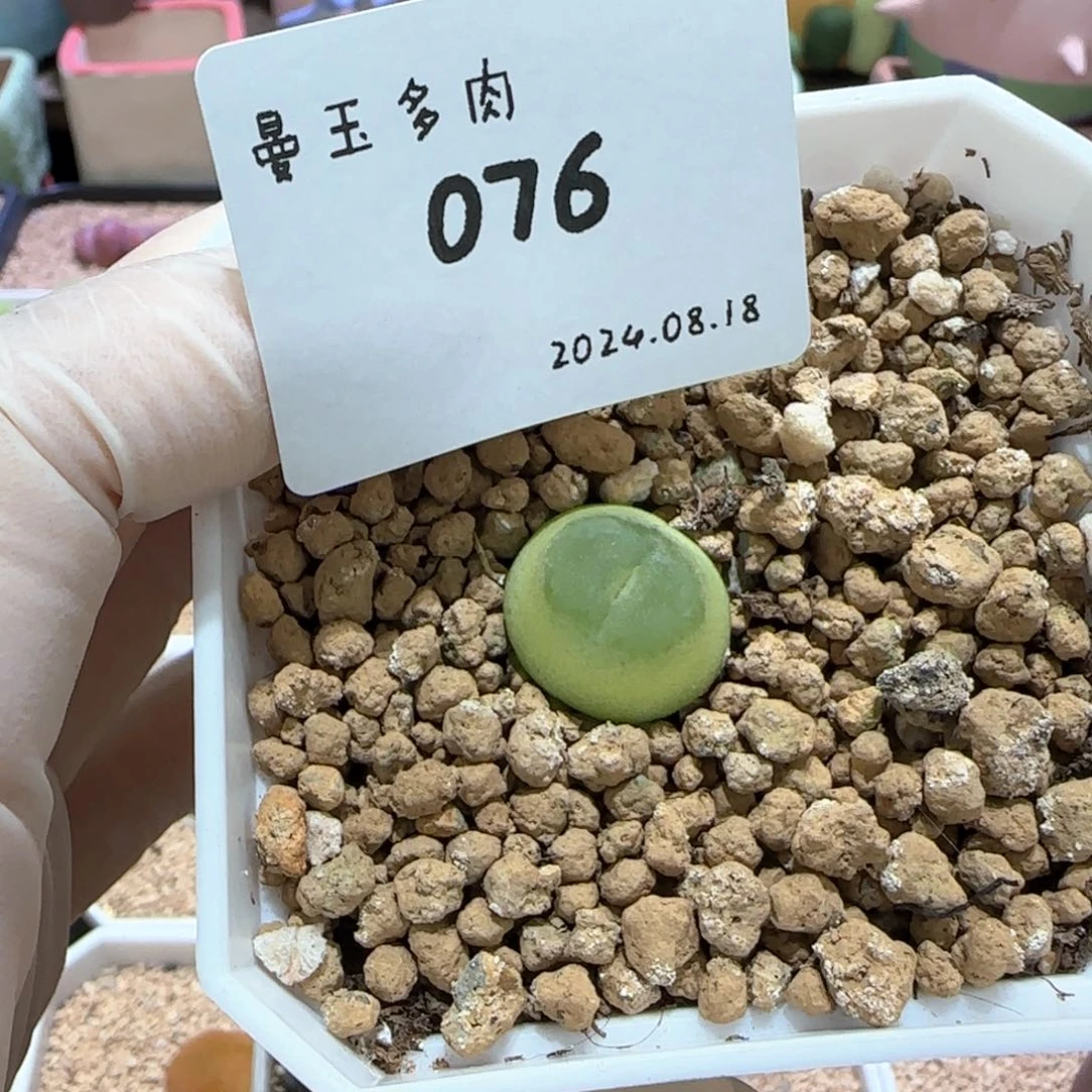 ?**泡多肉多肉多肉8.18-076泡泡