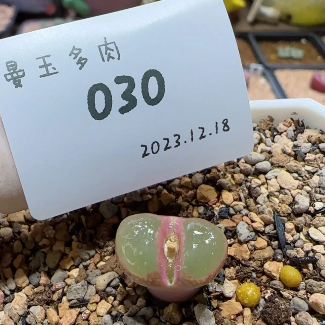 【闪购商品】一**๑12.18-030一一呀