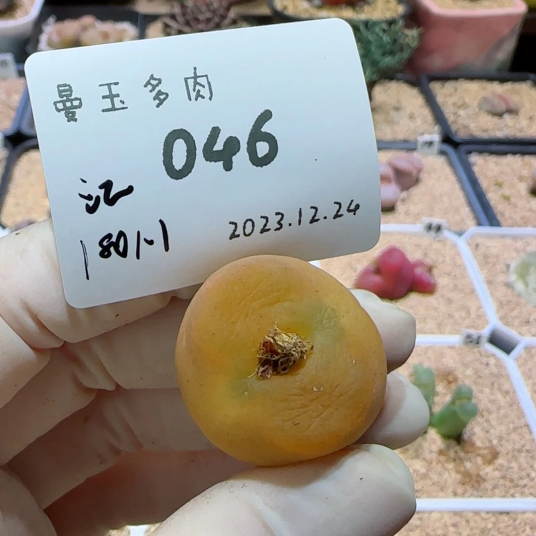 【闪购商品】12.24-046