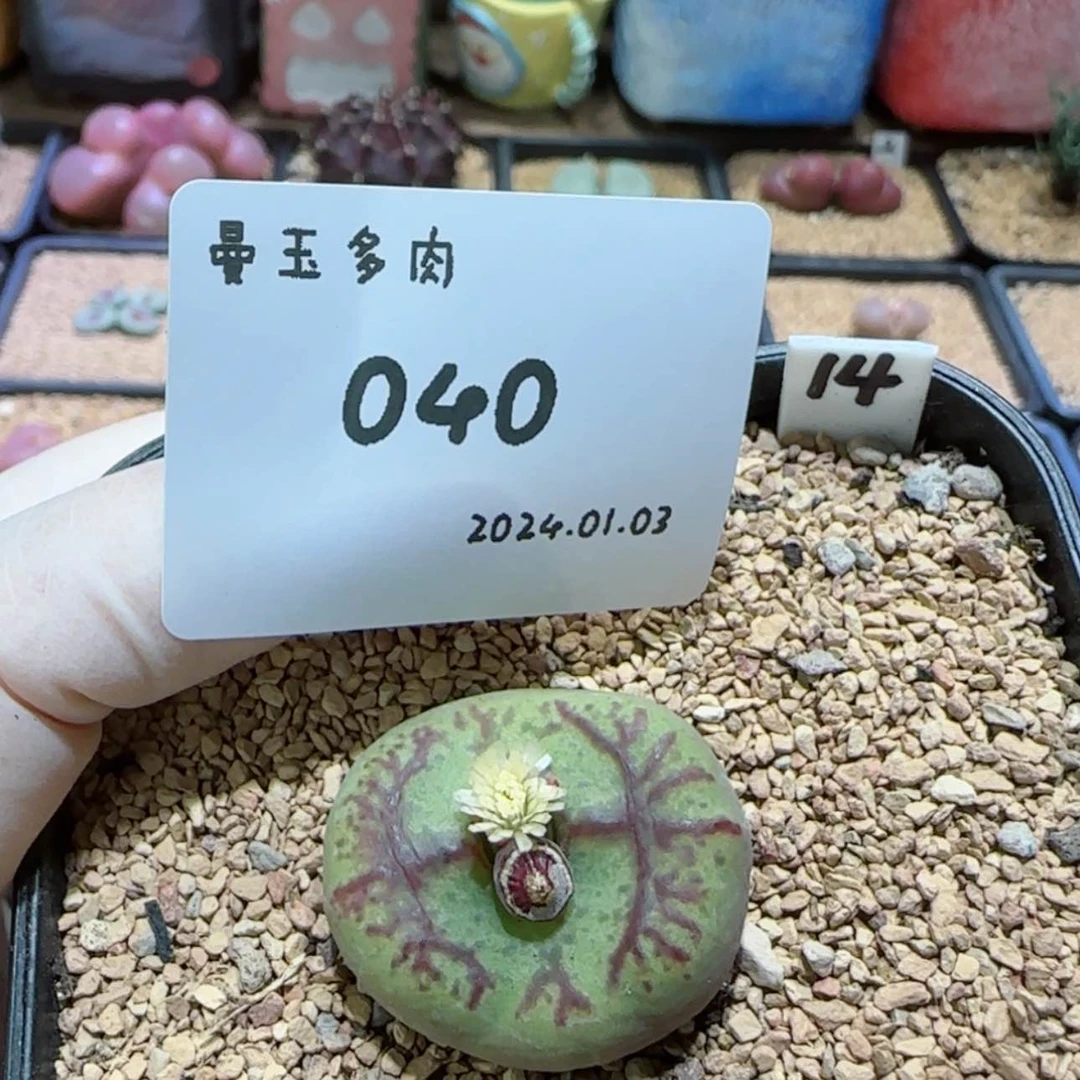 【闪购商品】鱼**关1.3-040