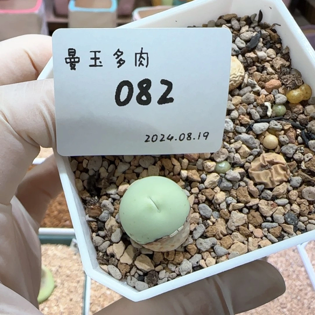 陈**。多肉多肉多肉8.19-082