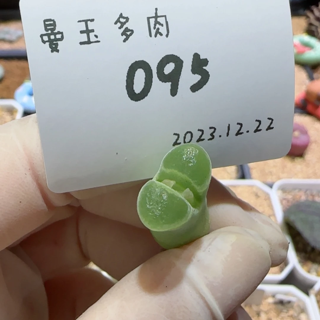 【闪购商品】12.22-095