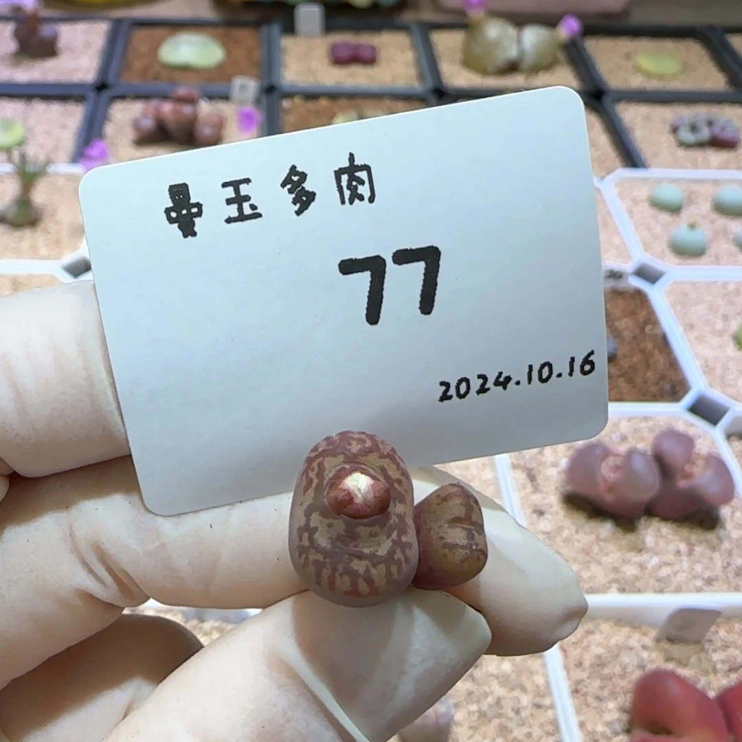 菠****多肉多肉多肉10.16-077