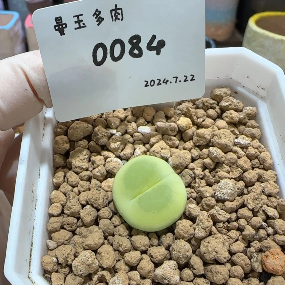 ?多肉多肉多肉7.22-084