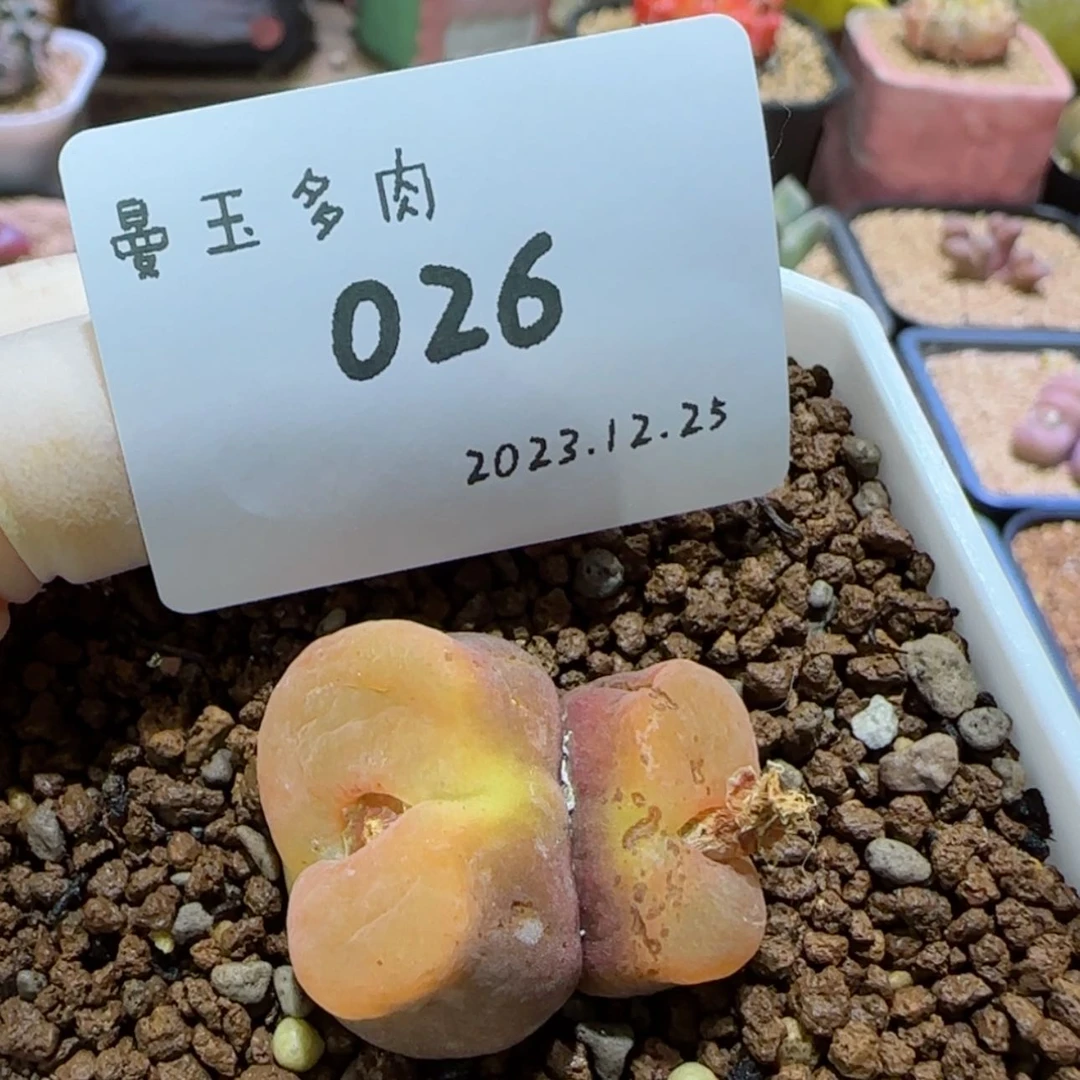 【闪购商品】1*012.25-026 130