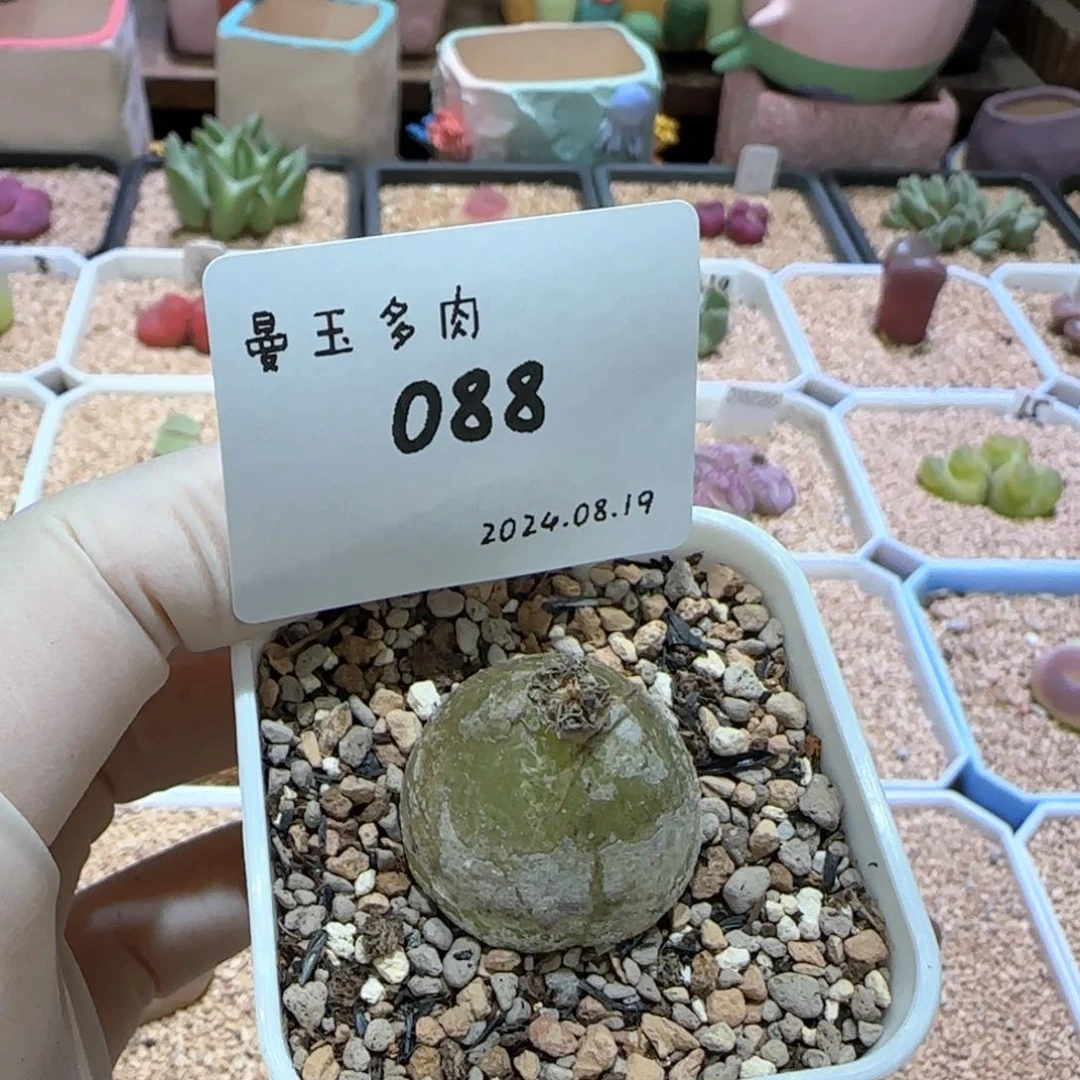 ?**泡多肉多肉多肉8.19-088