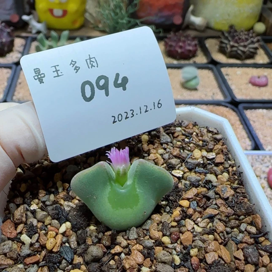 【闪购商品】一***儿12.16-094小王儿