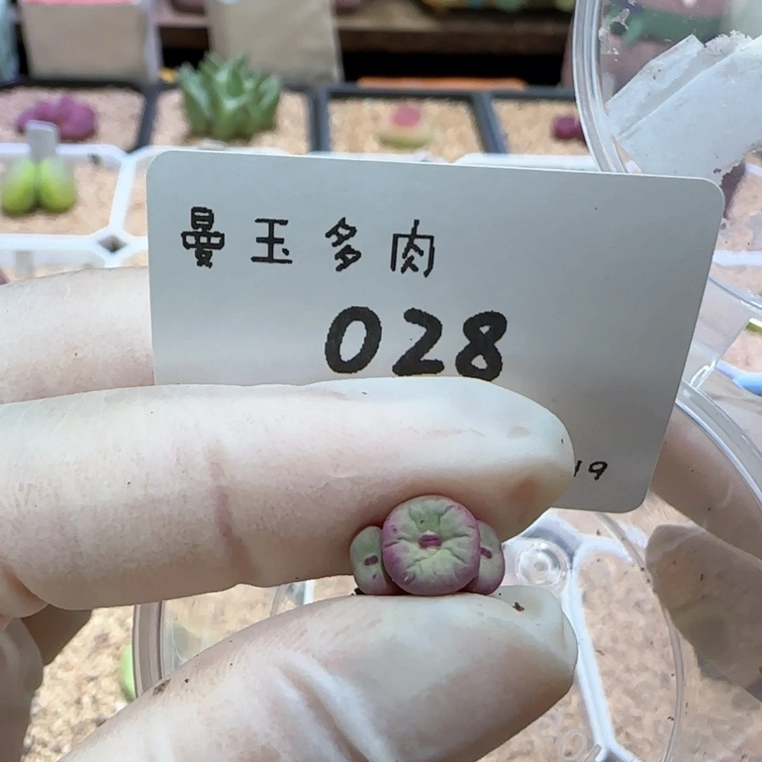 R**鞋多肉多肉多肉8.19-028
