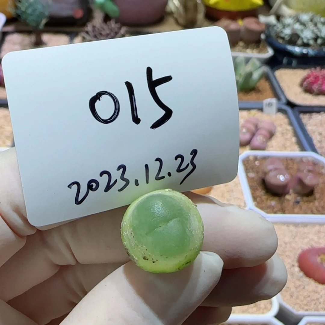 【闪购商品】草**?12.23-015草莓猪