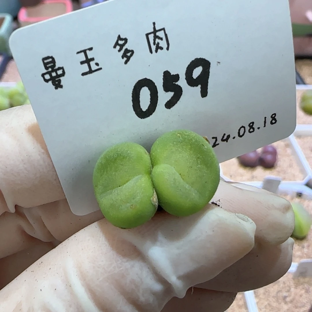 多肉多肉多肉8.18-059 水晶鞋
