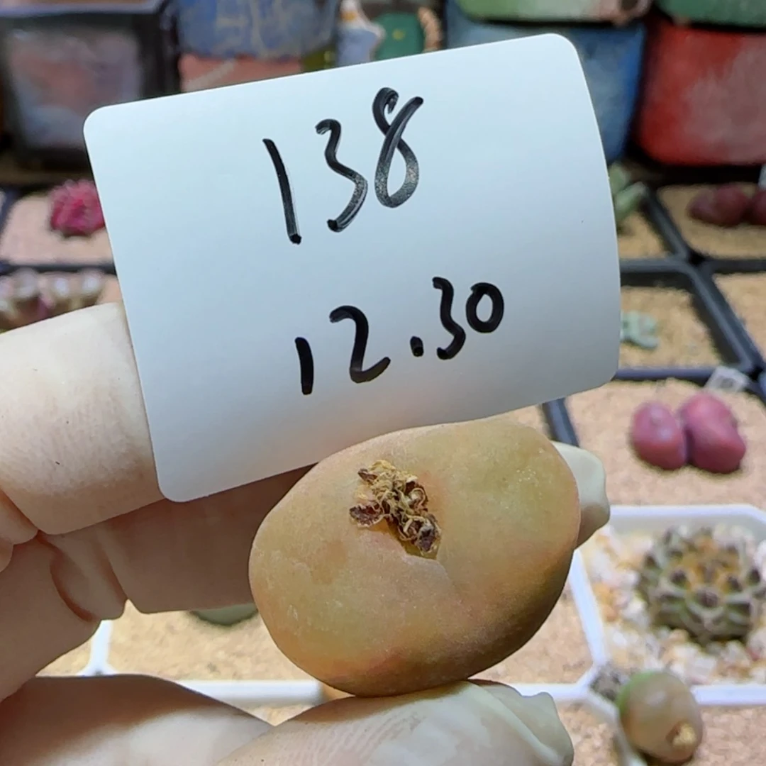 【闪购商品】12.30-138