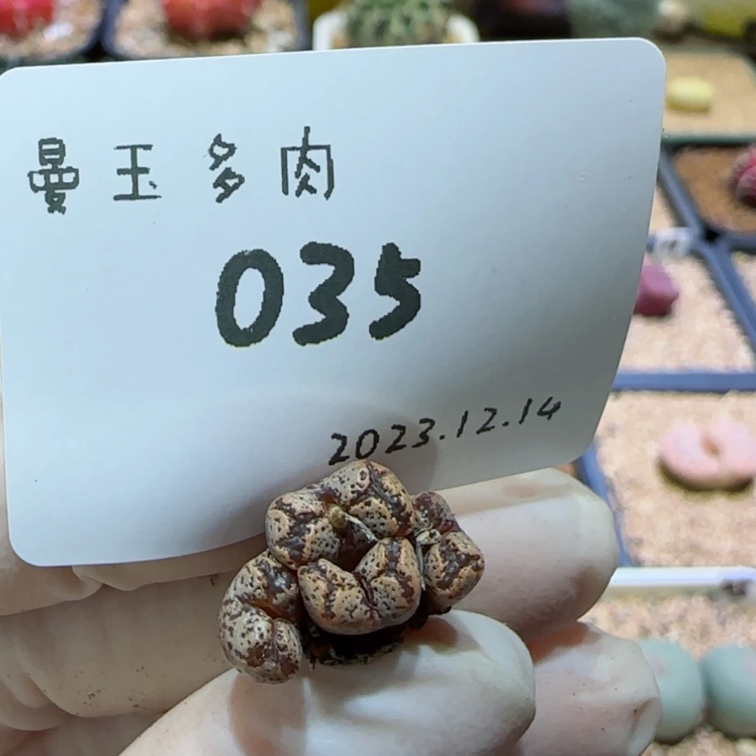 【闪购商品】12.14-035