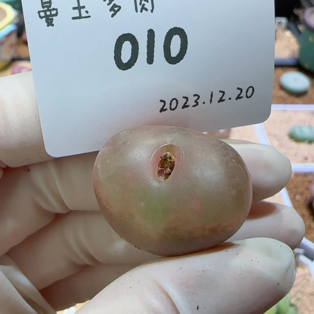 【闪购商品】12.20-010