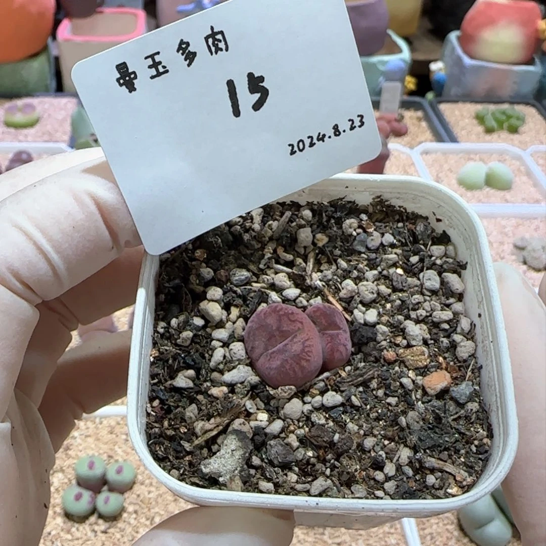 呼*多肉多肉多肉8.23-015