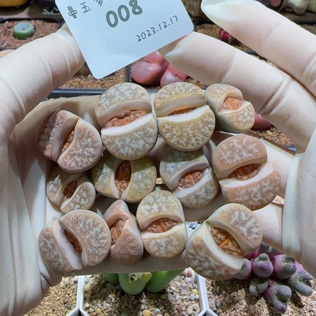 【闪购商品】我****）12.17-008大美女