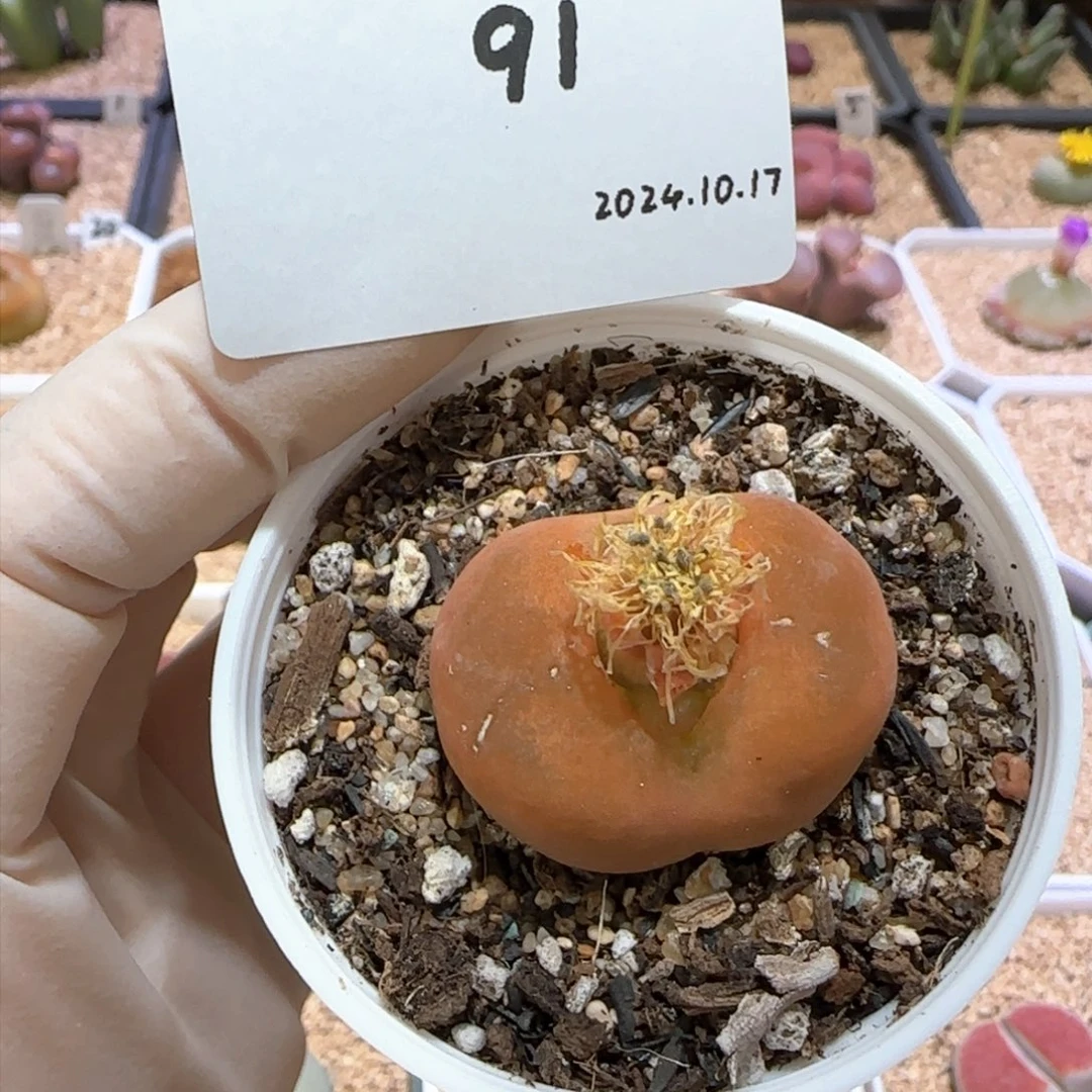 Q****8多肉多肉多肉10.17-091