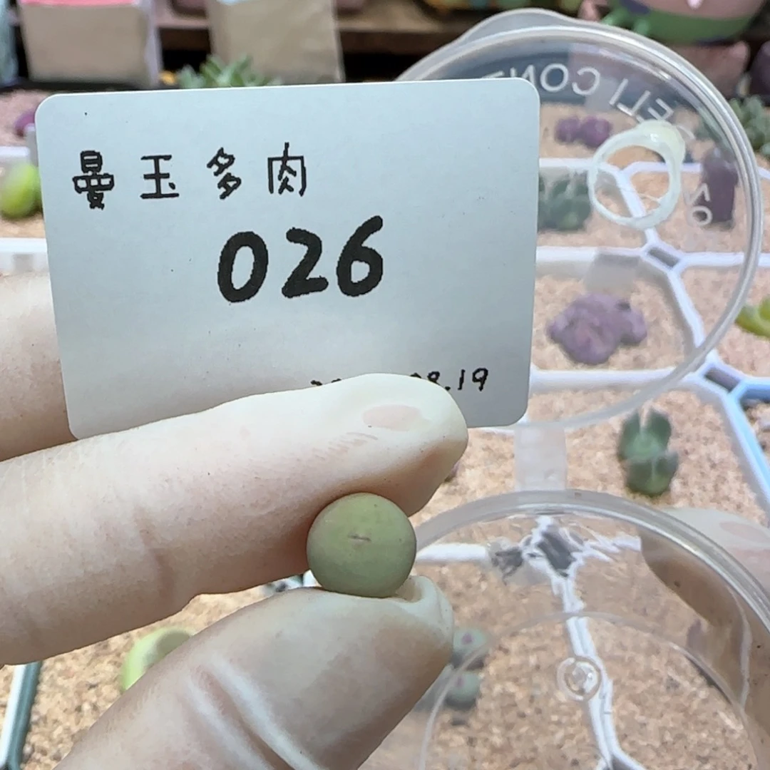 豌***豆多肉多肉多肉8.19-026豌豆豆