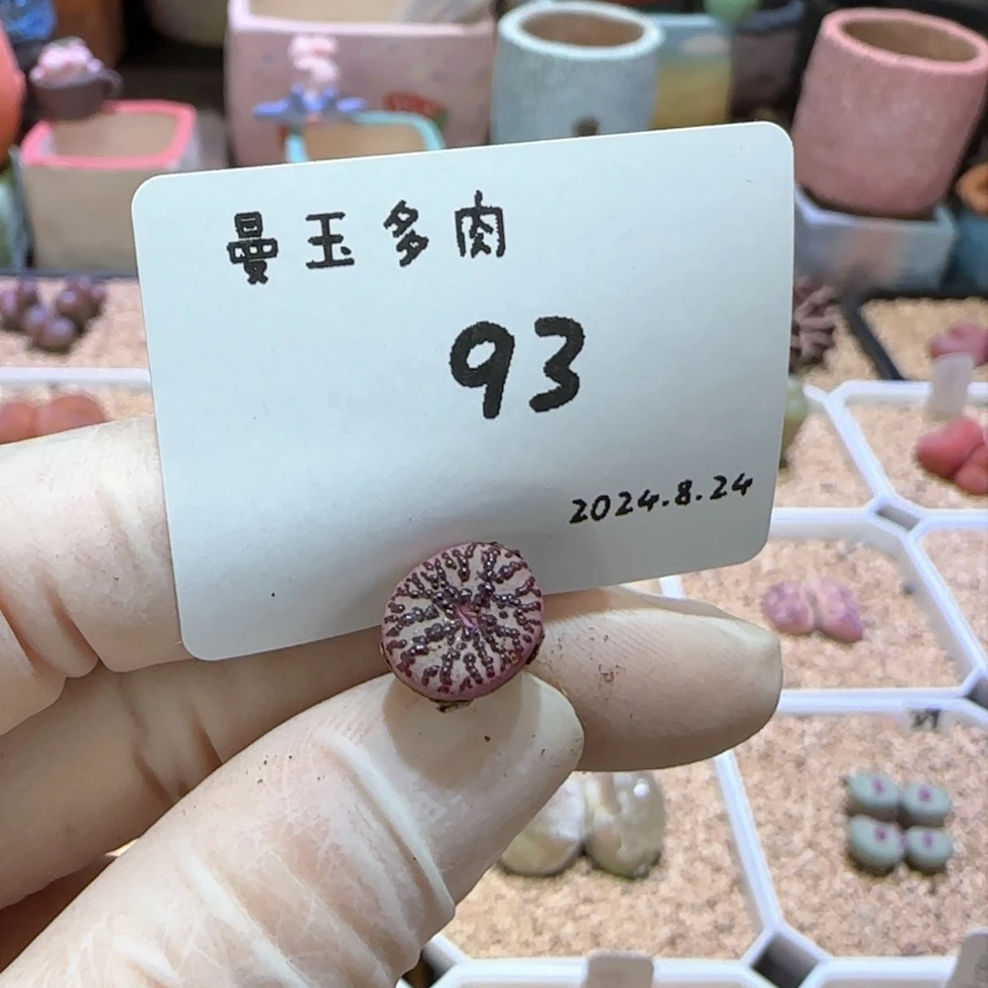 ?**?多肉多肉多肉8.24-093