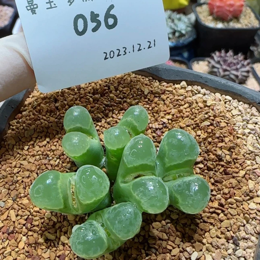 【闪购商品】然**?12.21-056然