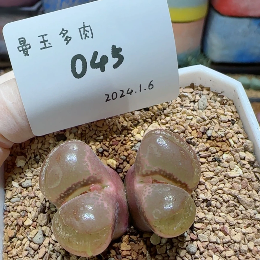 【闪购商品】陈**哦1.6-045思思