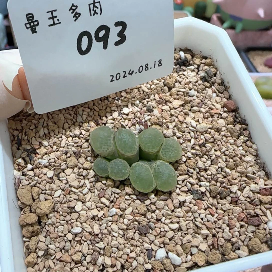 老****浪多肉多肉多肉8.18-093 老姐