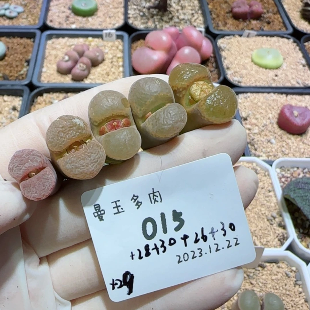 【闪购商品】松**芙12.22-015奶芙