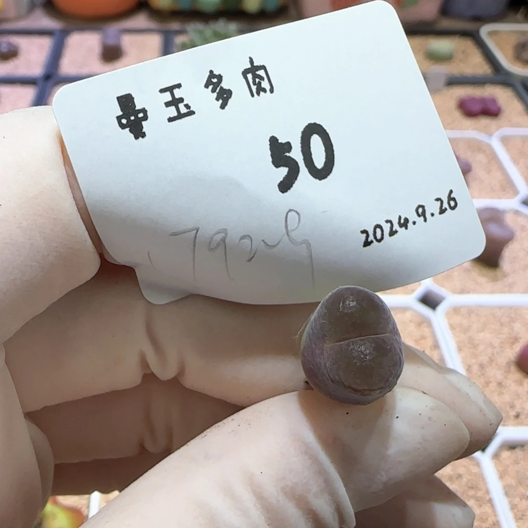 好****哦多肉多肉多肉9.26-050吃不胖