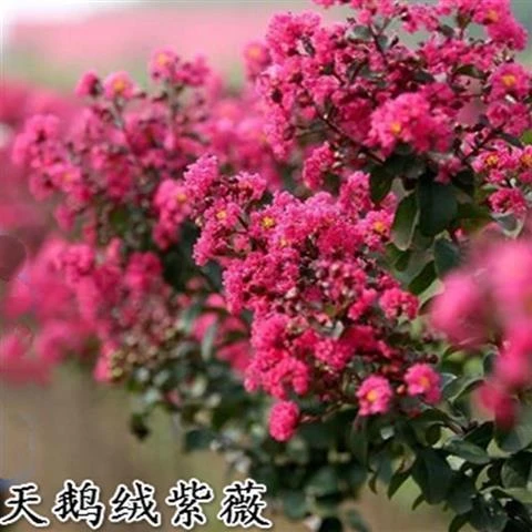 红花紫薇花树苗红火箭天鹅绒紫薇庭院花卉别墅绿化盆栽四季开花