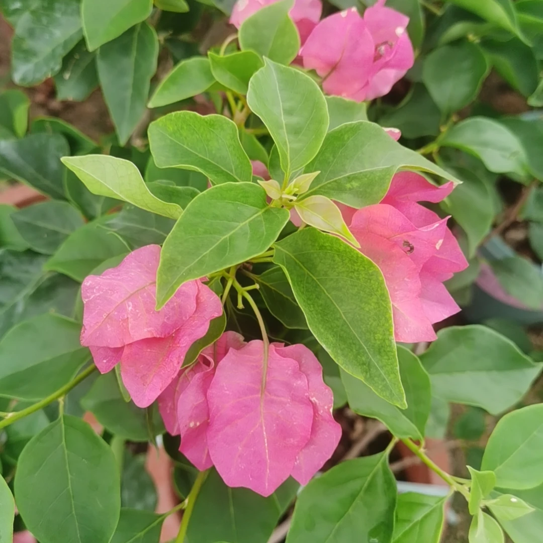 【三角梅】原生盆苗