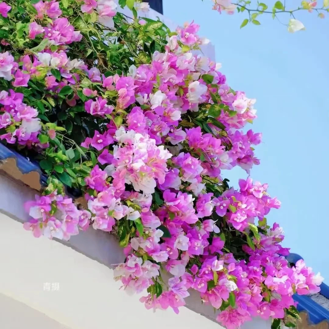 三角梅一物一拍（运输途中掉花掉叶属正常现象，介意慎拍）