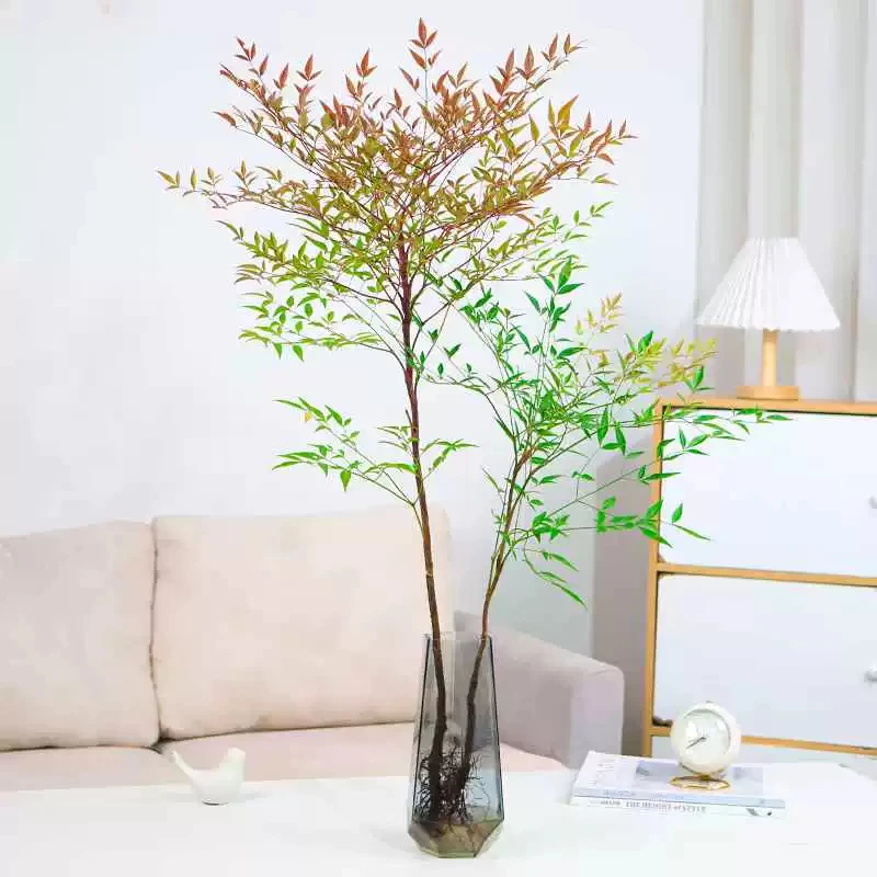 红火焰南天竹水培植物盆栽水养室内驱蚊带根富贵竹绿植比吊钟马