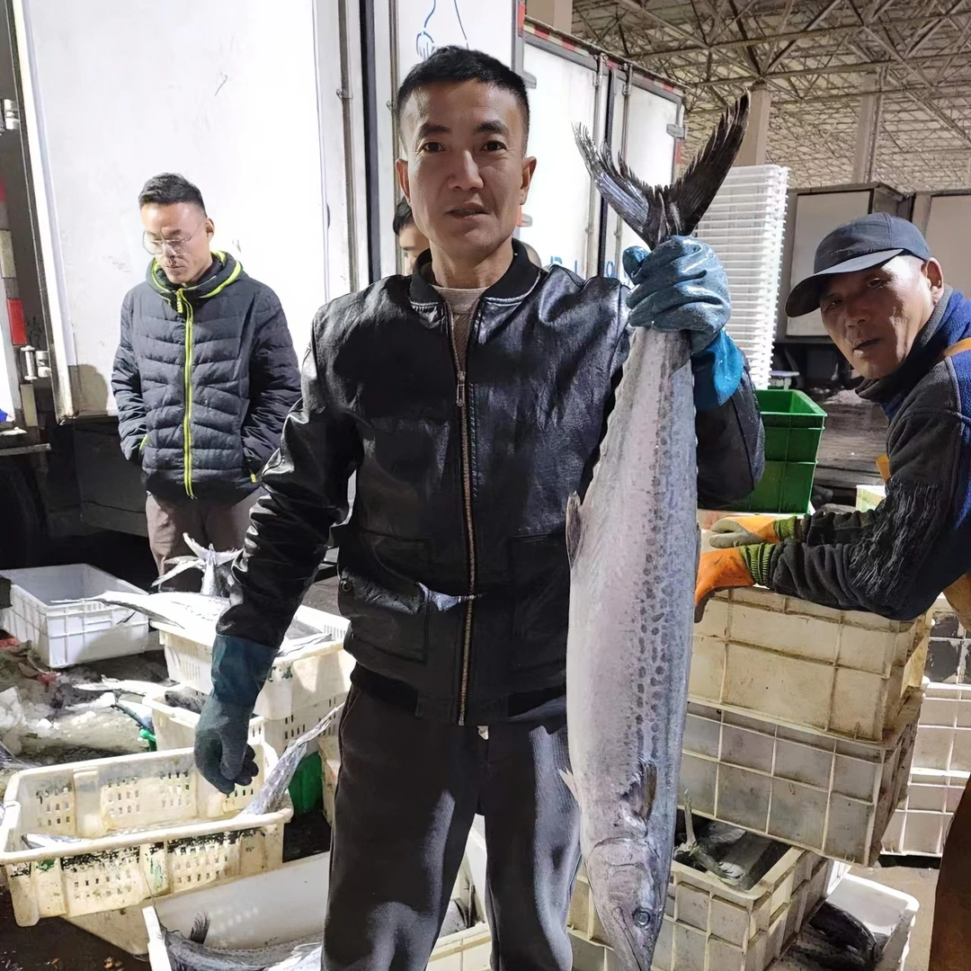 渔鲜福青岛捕捞大鲅鱼 8到14斤一条  加工请备注  顺丰发货鲜速冻
