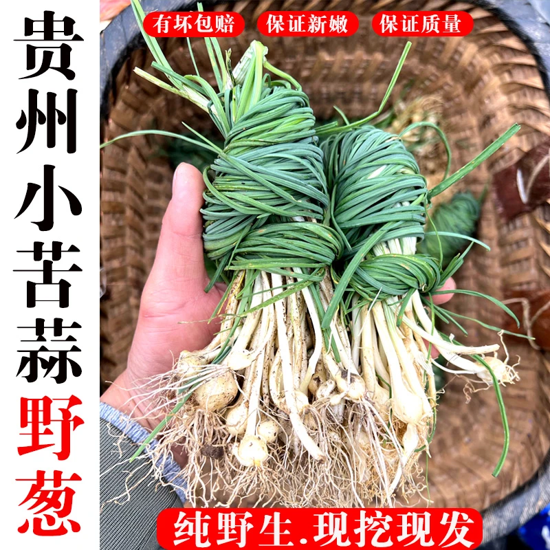 贵州野葱新鲜野生小苦蒜现挖野菜农村下饭菜野蒜头种苗蔬菜薤白