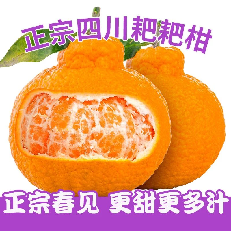 正宗四川春见耙耙柑老树新鲜原产地果园发货水果大果薄皮成熟多汁