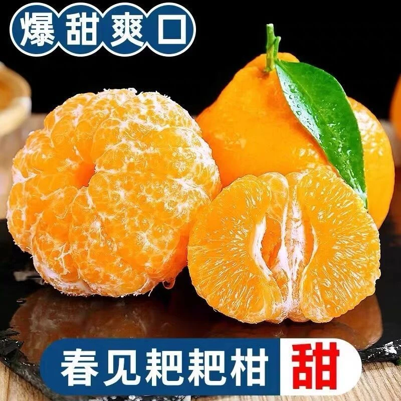正宗四川春见耙耙柑老树新鲜美味原产地发货水果大果薄皮成熟多汁