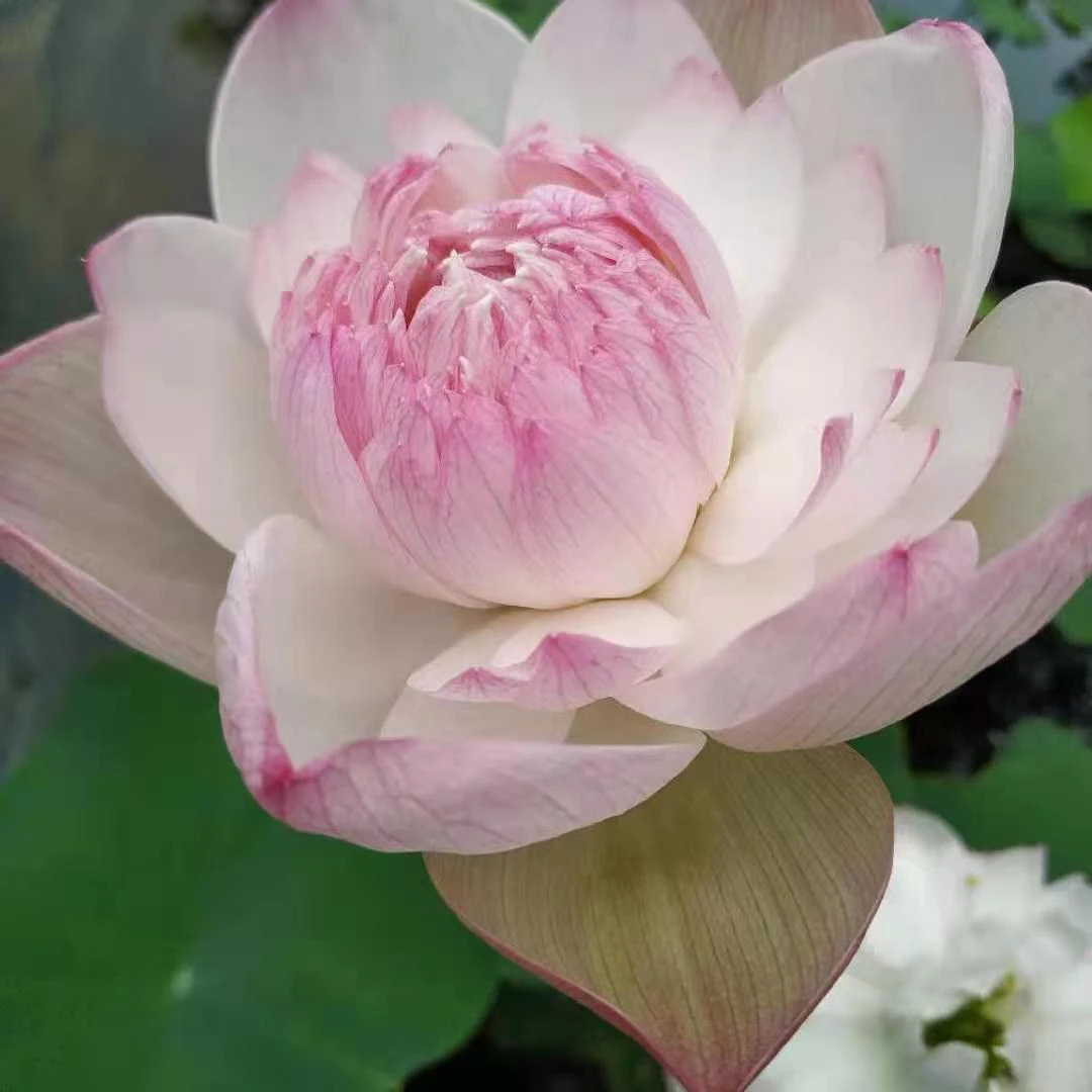 巨无霸藕鞭苗(中大型荷花)