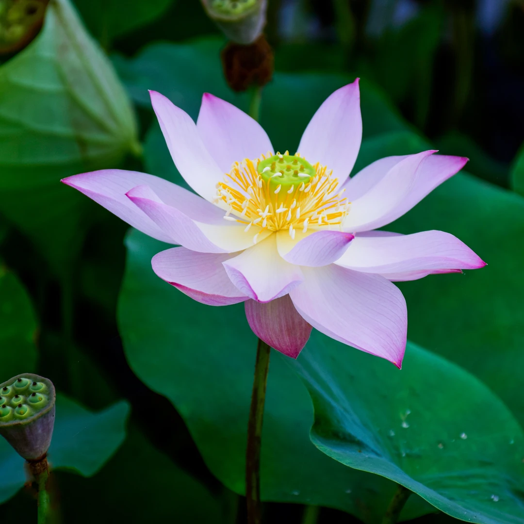 素衣（小型荷花藕鞭苗）
