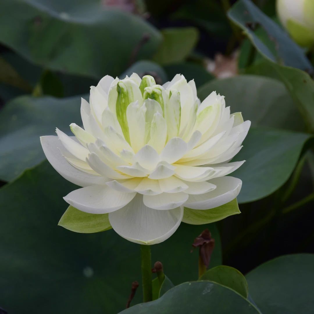 小碧玉(微型荷花藕鞭苗)