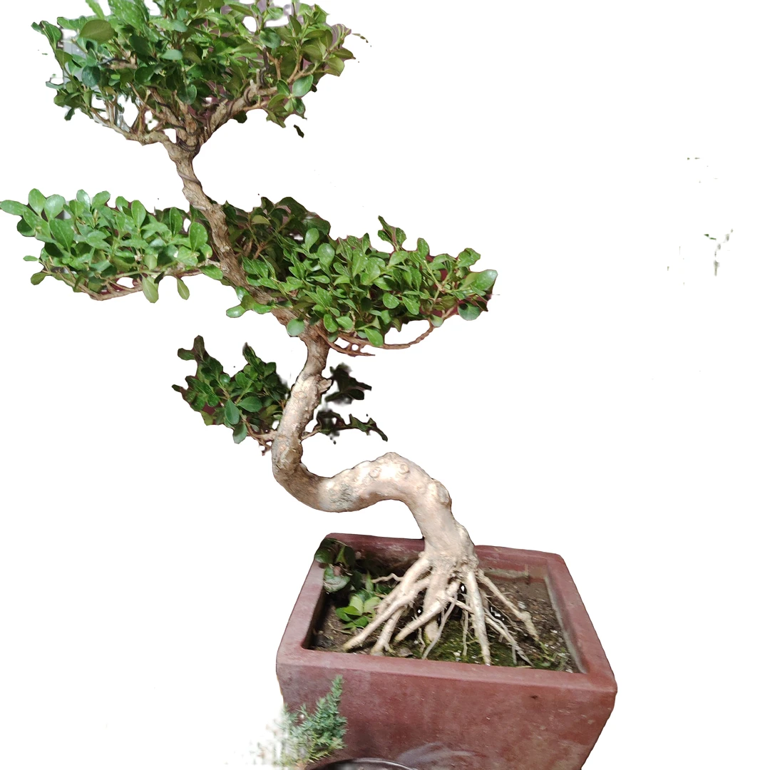 正圣源盆景 瓜子黄杨  喜光照 高40 （一物一拍）