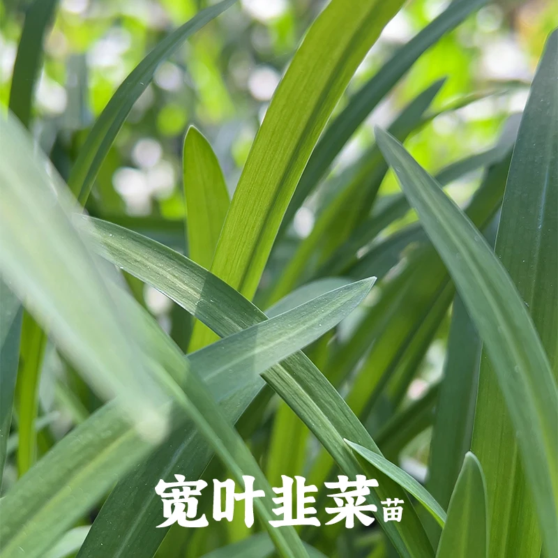 韭菜石韭大山里的新鲜农家宽叶韭菜苗10株包邮