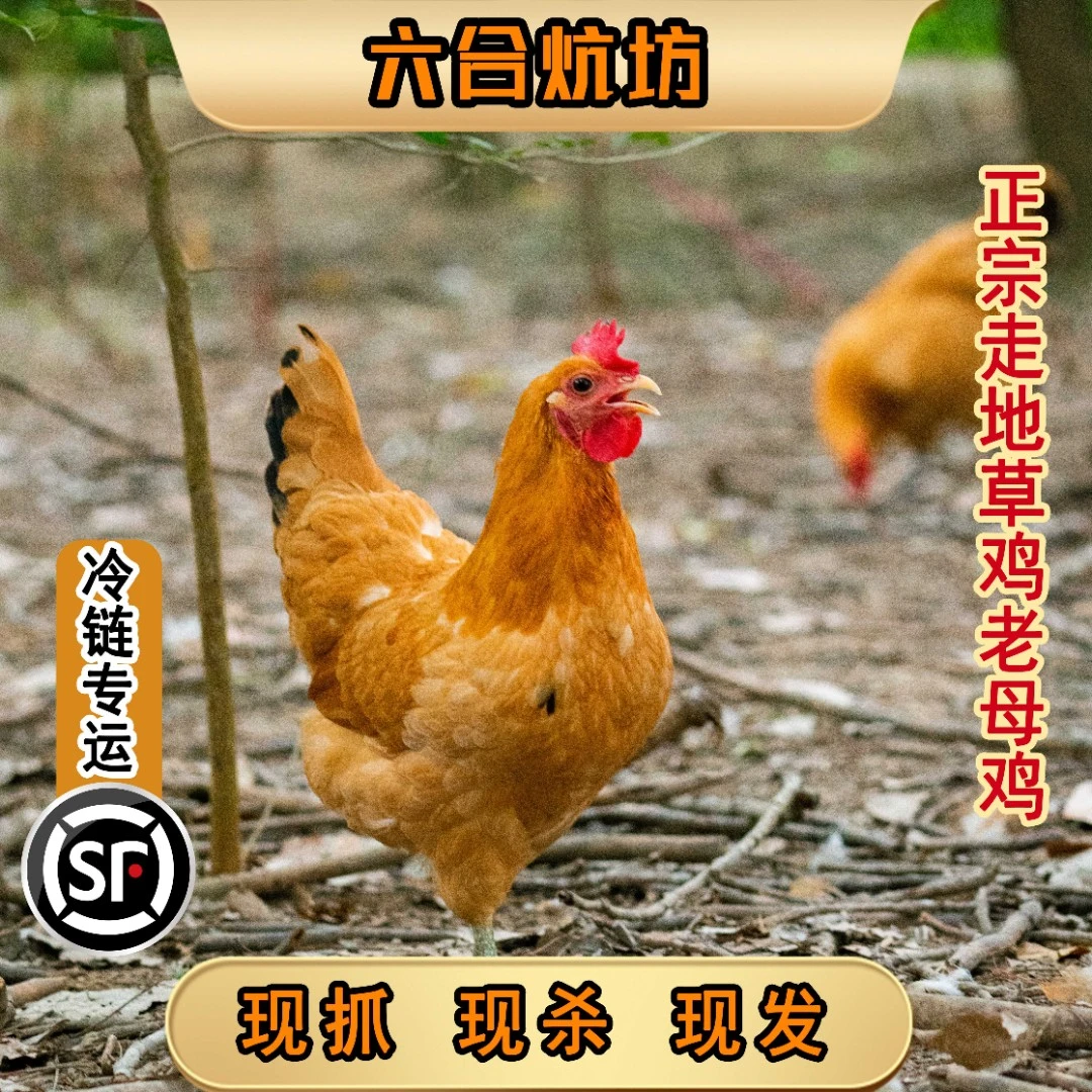 【六合山间老母鸡】 散养草饲正宗走地鸡南京配送现杀现发新鲜营养土鸡炖汤跑山鸡生鲜次日达