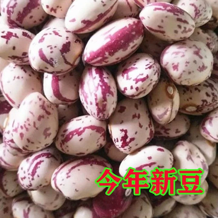 2025年贵州高山雀蛋豆农家自种雀蛋豆奶花豆四季豆